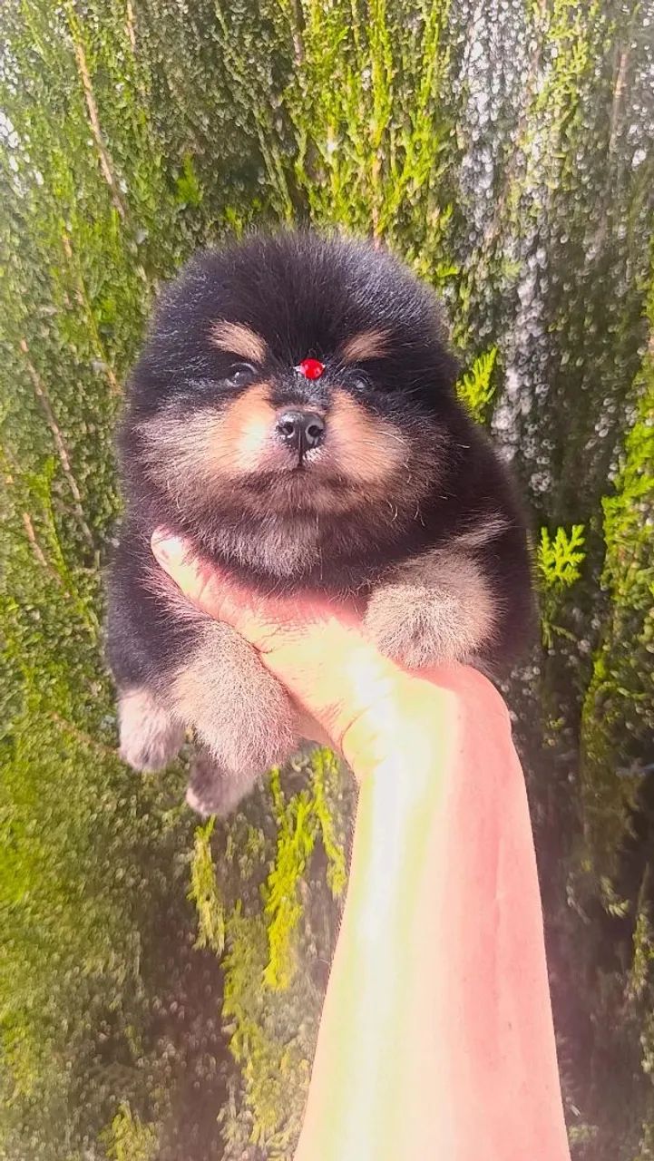 Spitz - Foto 5