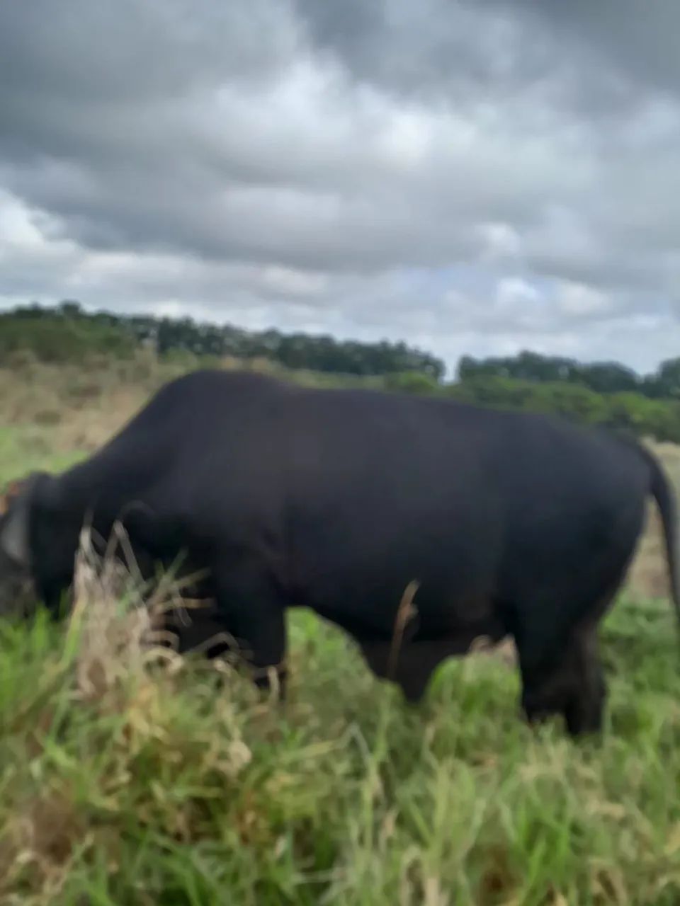 Vacas leiteiras à venda - Foto 4