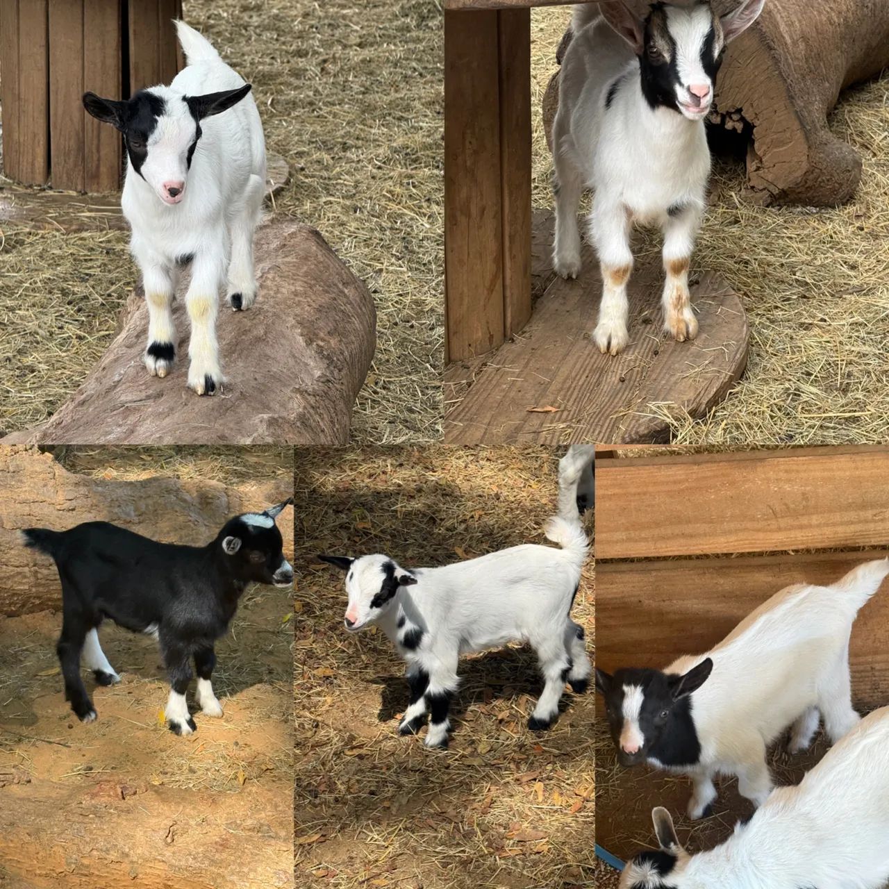 Mini bodes (mini cabras, mini animais, carneiros, dorper)
