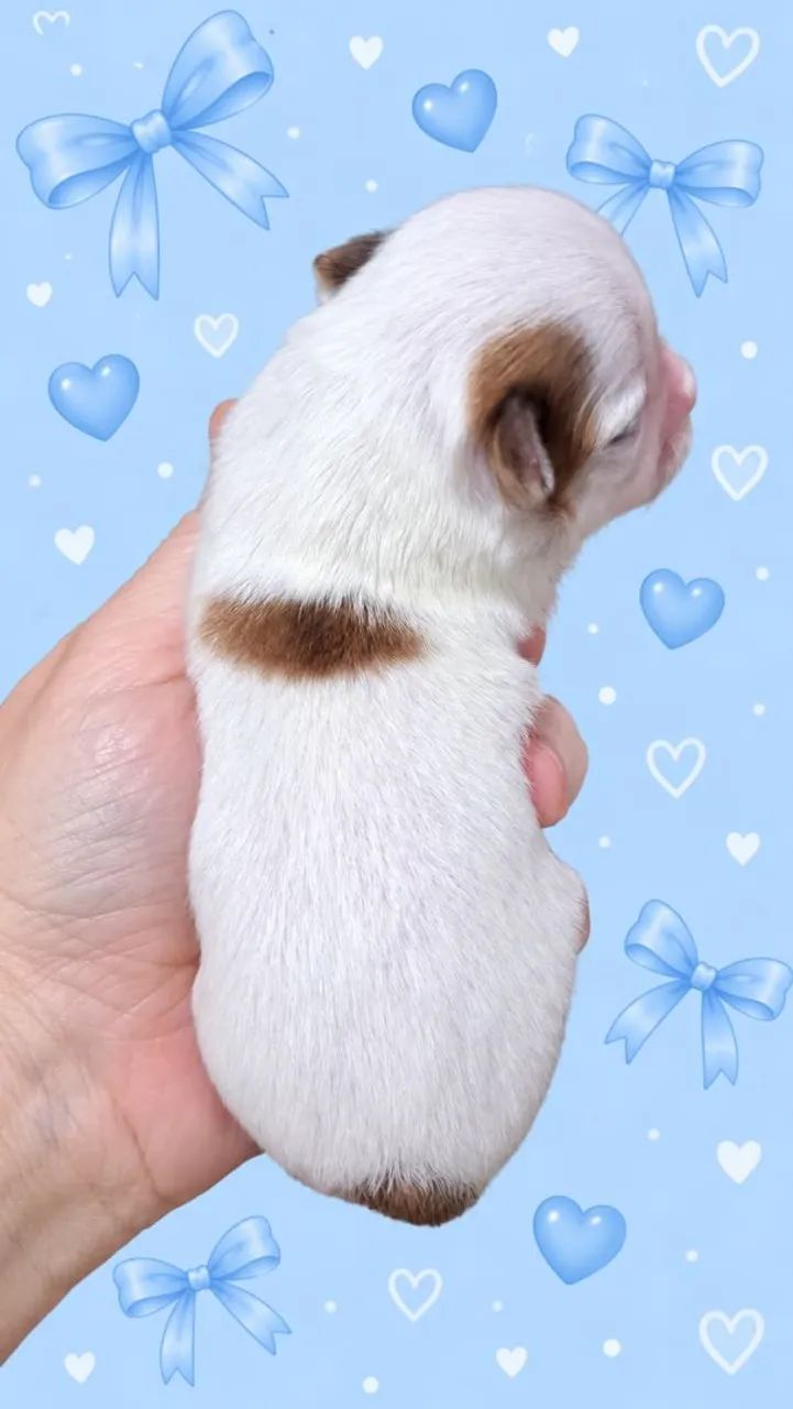 Filhote macho de chihuahua   - Foto 5