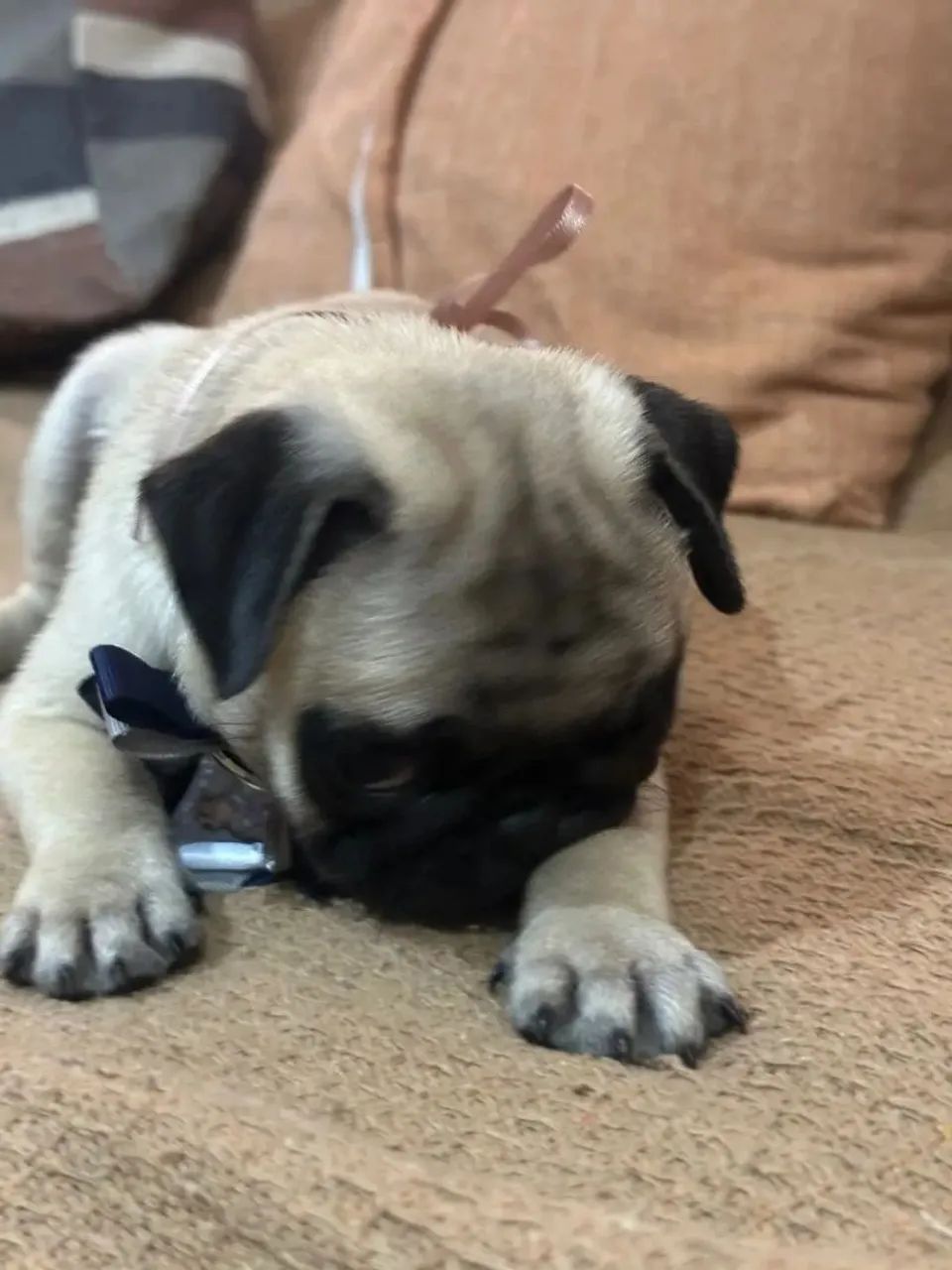 Pug com pedigree  - Foto 2