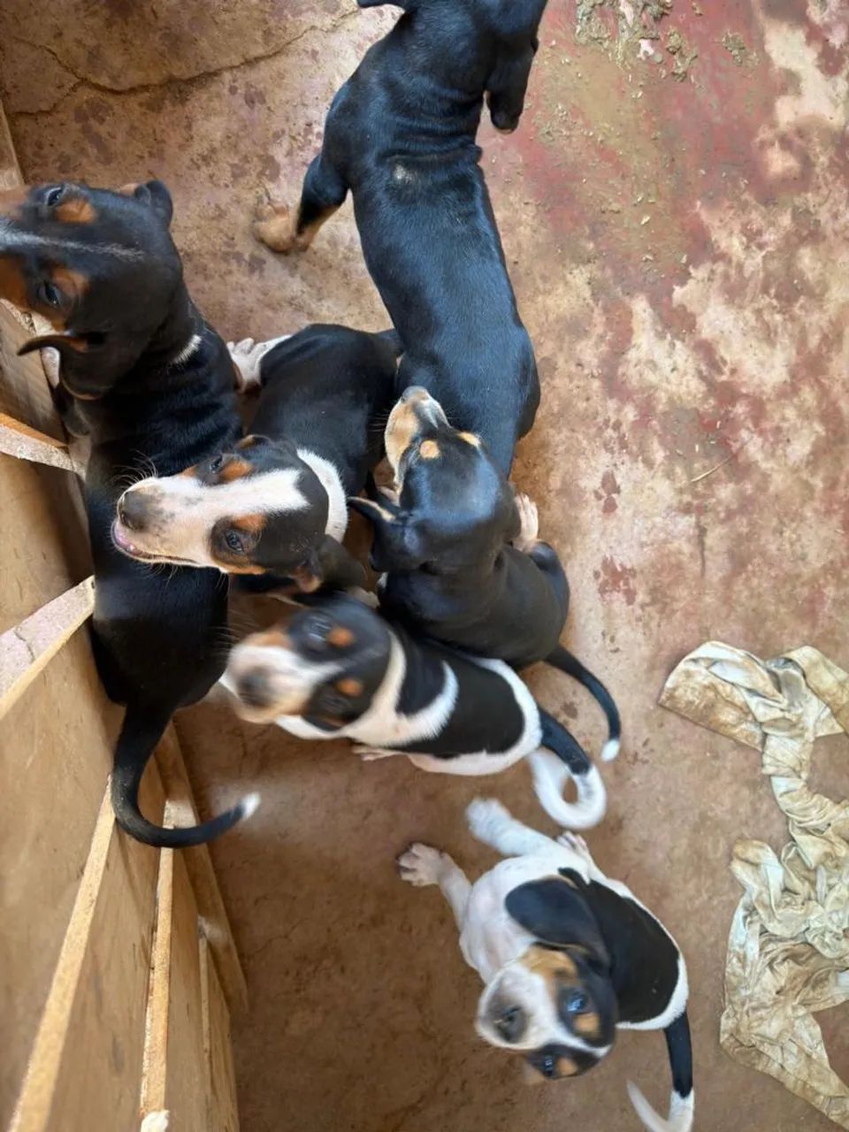 Cachorro Americano de caça - Foto 2