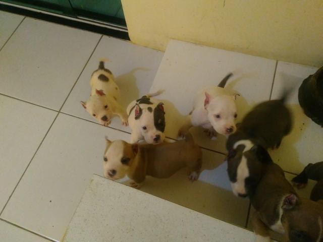 American Bully