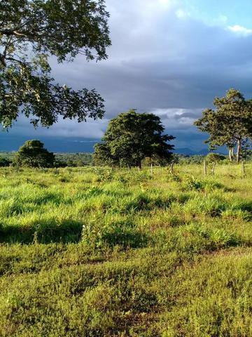 Fazenda em jangada 189 hectares