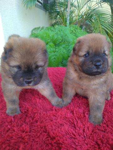 Cachorros Chow Chow - Foto 2