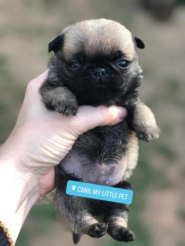 Pug com pedigree CBKC e microchip - Foto 3