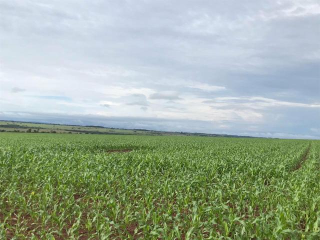 Fazenda para Arrendamento - MS