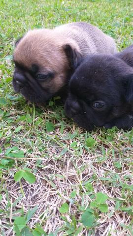 Vendo filhotes bulldog francês - Foto 3