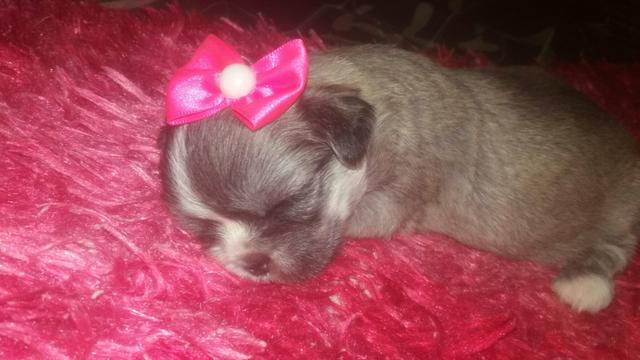 Venda de cachorro filhote com a primeira doze de vermifugo - Foto 3