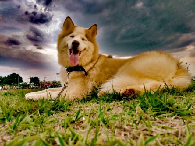Husky wooly para exigentes!