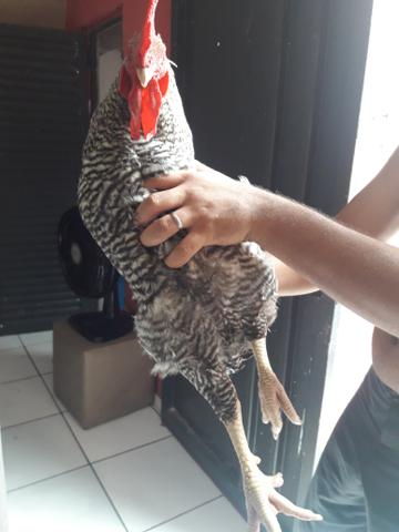 Vendo Galo