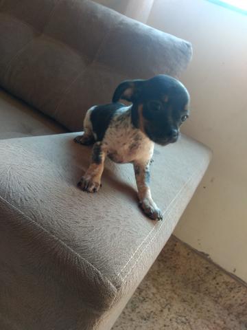 Pinscher - Foto 3