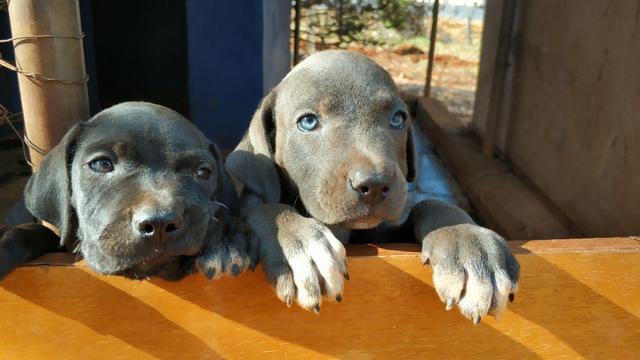 Filhotes Dogue Alemão - Foto 5