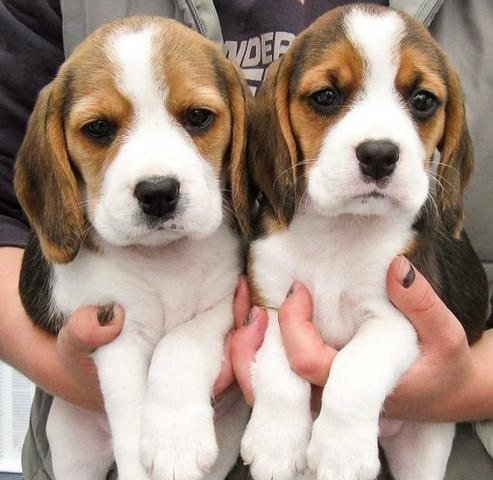 Beagles meninas Fofas