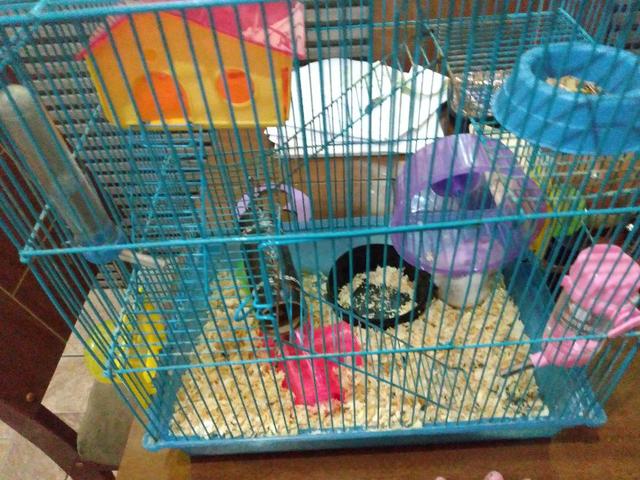 Vendo hamster com gaiola e tudo 120 R$ entrego
