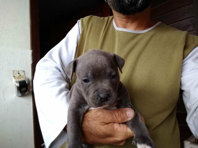 American bully - Foto 5