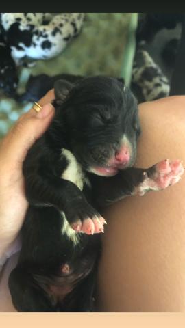 Filhote Dogue Alemão - Foto 6