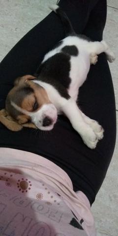 Filhote Beagle fêmea 1 mês e 45 dias - Foto 5