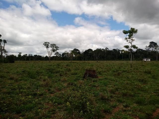 Vendo 60 hectares! - Foto 4