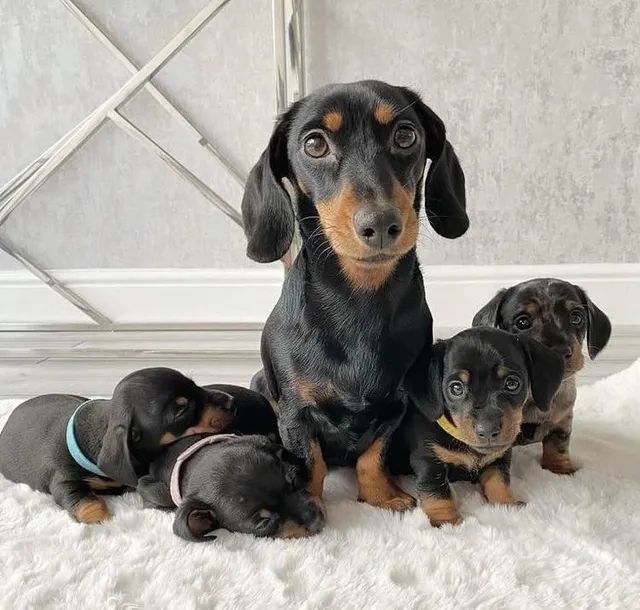 Mini discount dachshund olx