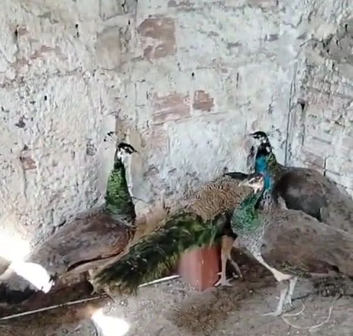 Galinhas gansos marrecos peru - Foto 5