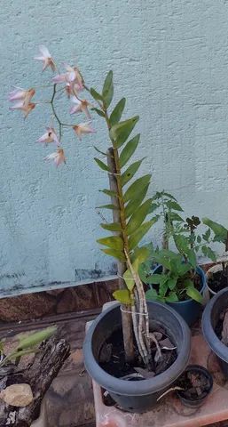Muda de Orquídea de Jardim Perfumada