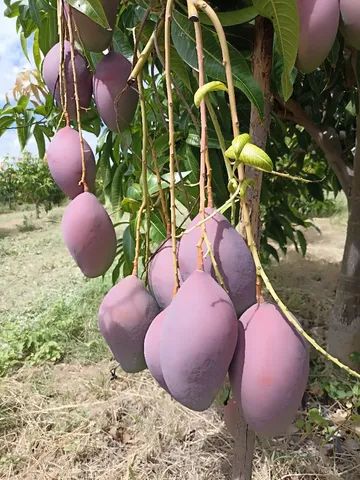 Lote de irrigação em Produção em Petrolina! - Foto 4