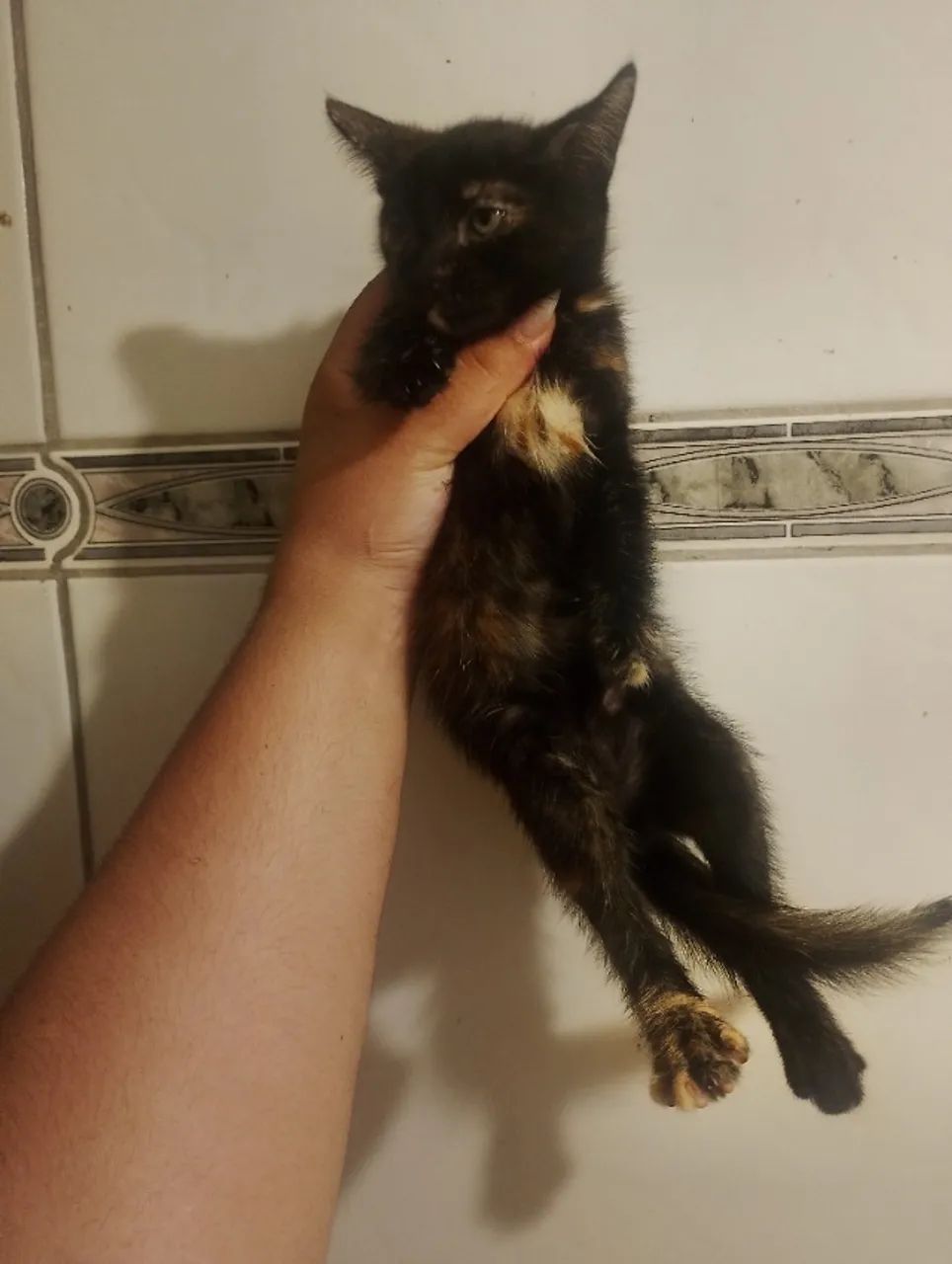 Doação de gatinha filhote