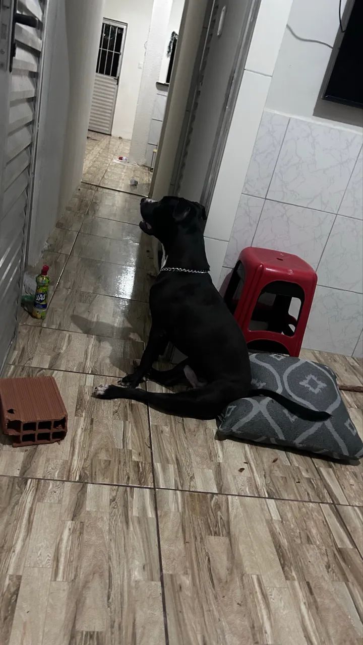 Pitbull Stafordshire  - Foto 2