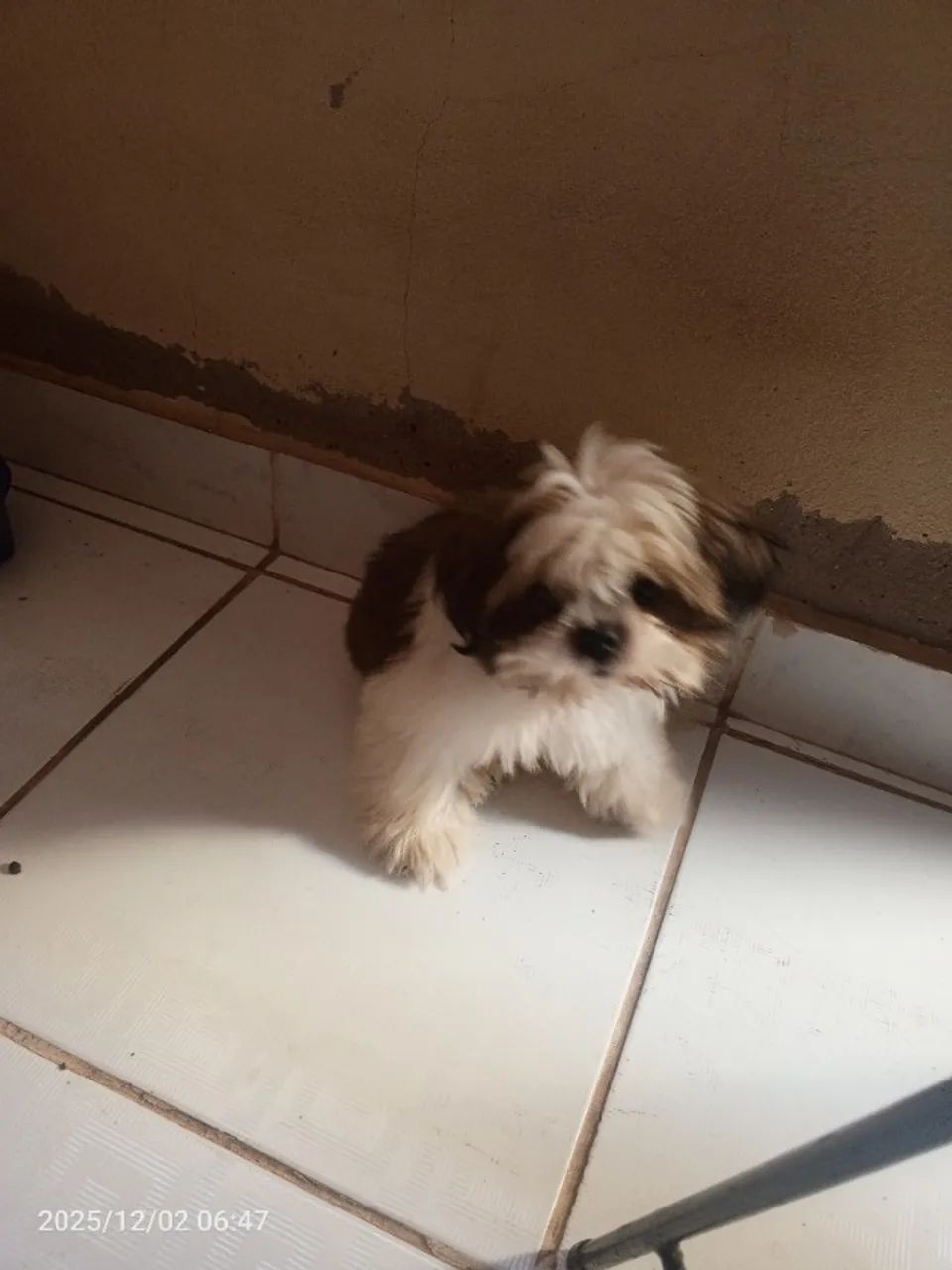 Vendo um shih Tzu 6 meses macho já da vacinado primeira dose - Foto 4