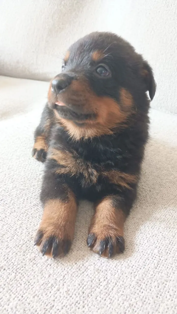 Filhote de Rottweiler