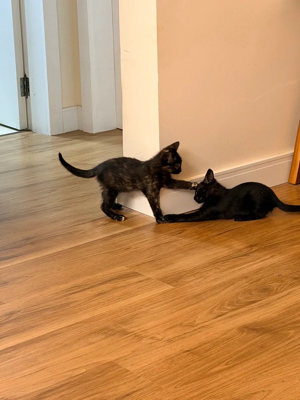 Doação Gato, Gatinha - Foto 4