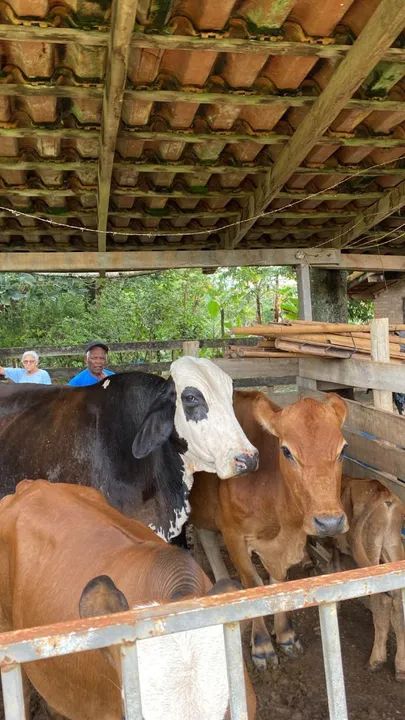 Duas vacas, uma vaca leitera e um monjada 
