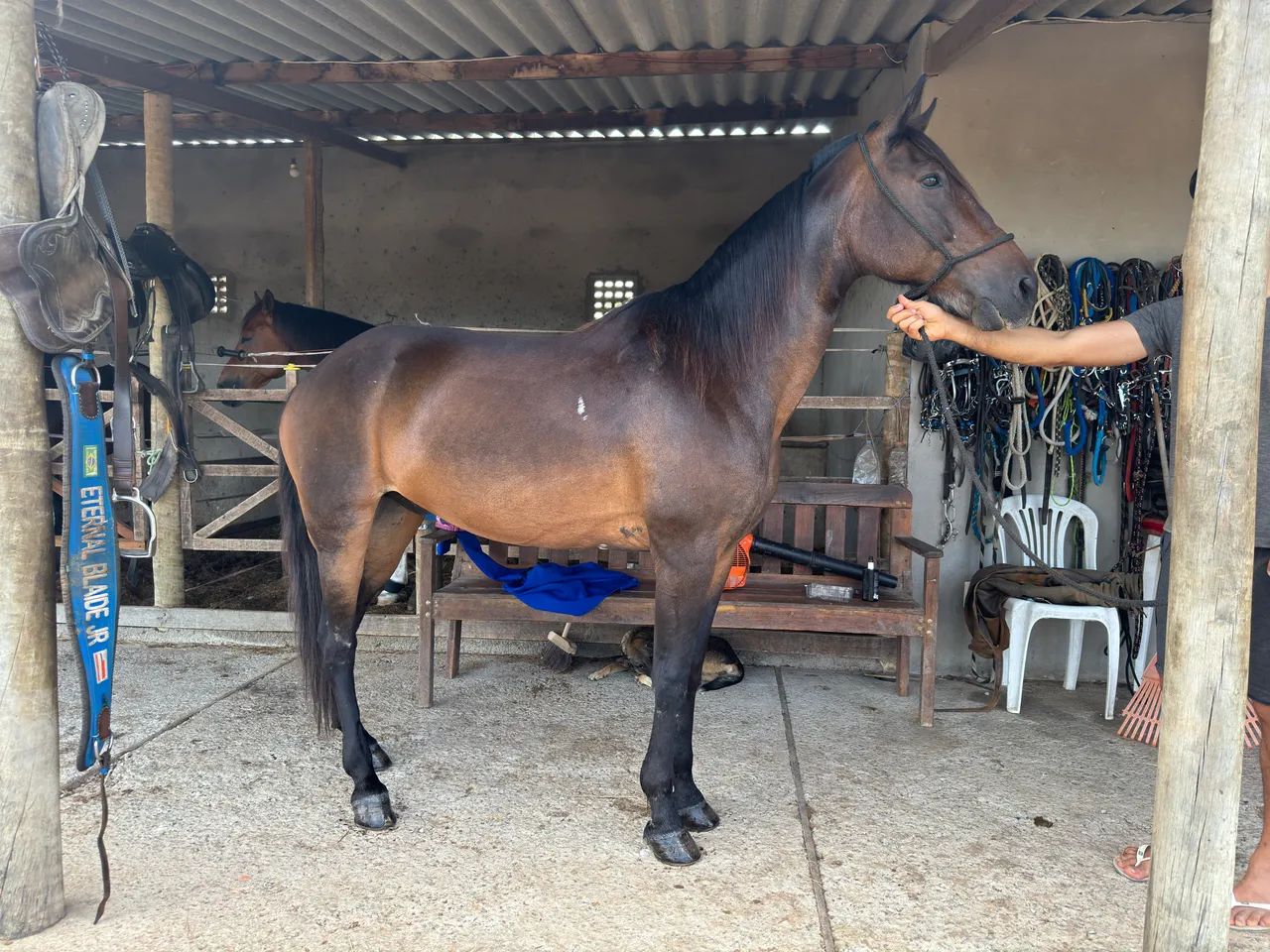 Cavalo Mangalarga Manso  - Foto 3