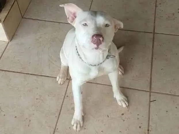 Pitbull  branca