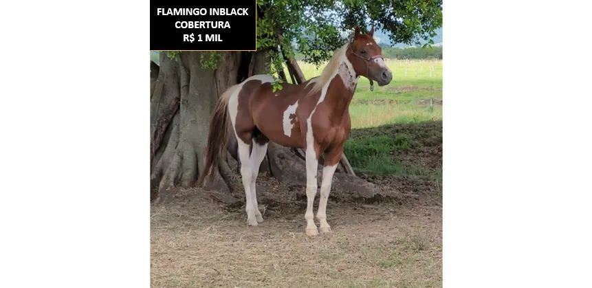 CAVALO PAINT HORSE - Foto 2