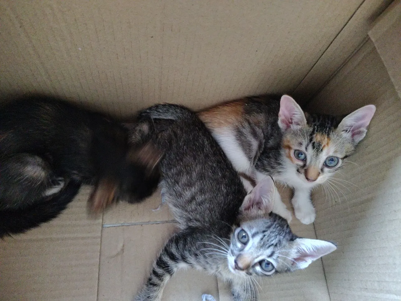 Gatos