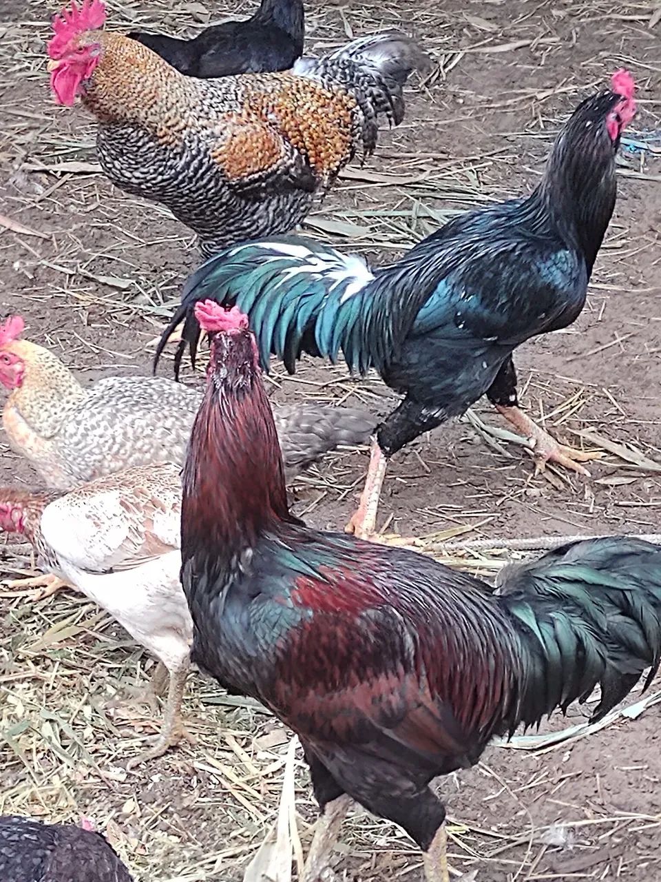 Galos e Galinhas e patos. Angola 