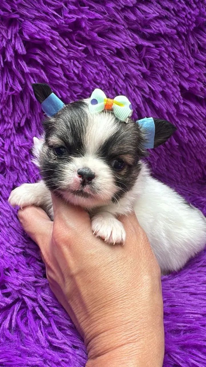 Chihuahua pequena fêmea Pêlo longo Compacta e Elegante 