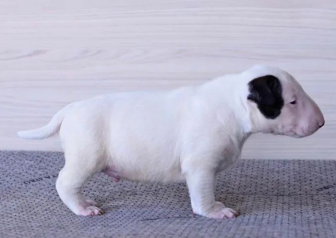 Bull Terrier Eles geralmente têm uma expressão amigável, mas com um toque de mistério.