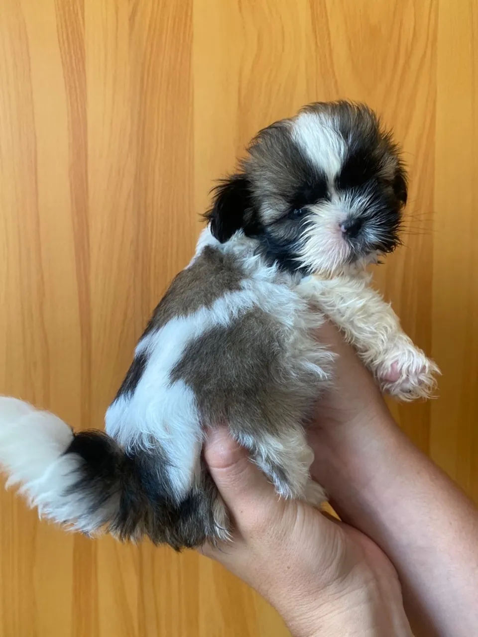 Fêmea Shih Tzu: Amor e fofura em um só lugar!