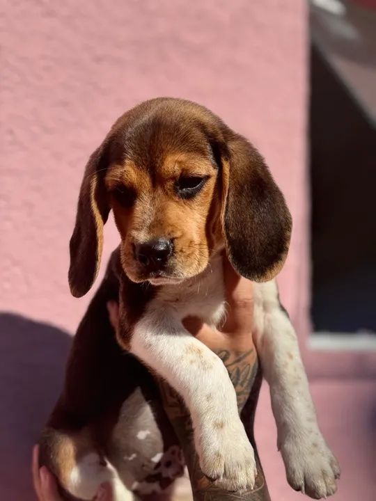 Dog Breeds Hairy Beagle Long Hair Beagle Facts About Beagles Breeds