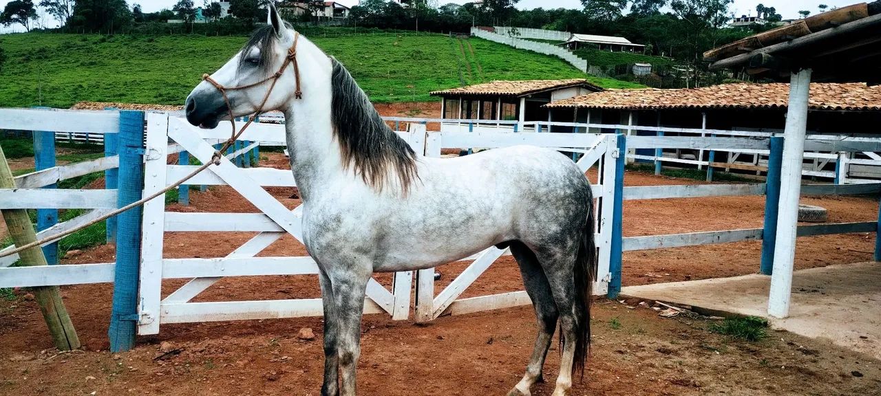 Garanhão Tordilho registrado. - Foto 2