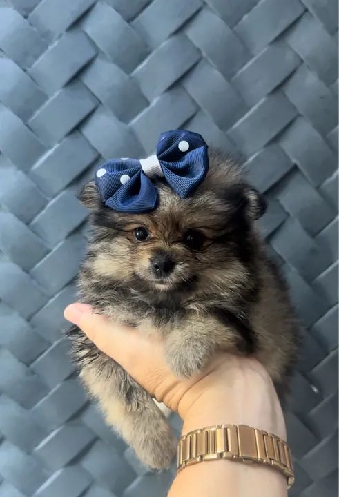 Meninas de Lulu da Pomerania ( spitz alemão) - Foto 3