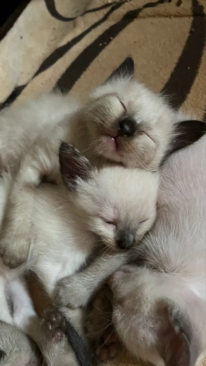 gatinhos para adoção  - Foto 5