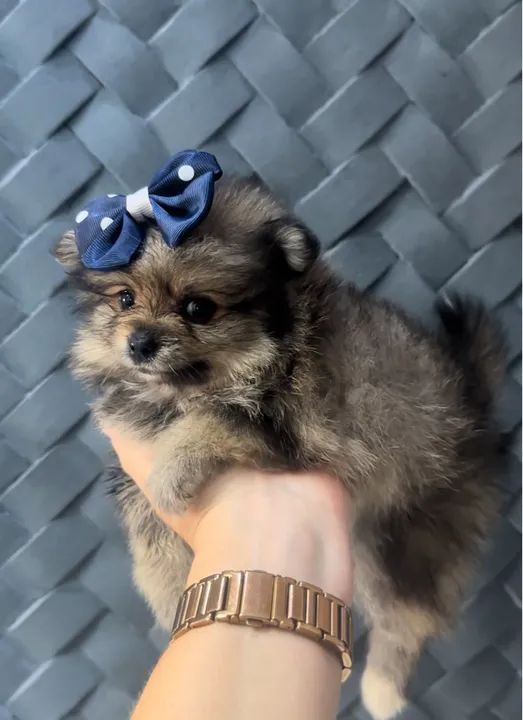 Meninas de Lulu da Pomerania ( spitz alemão)