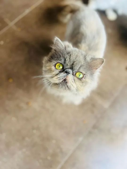 Gatas Persa  - Foto 2