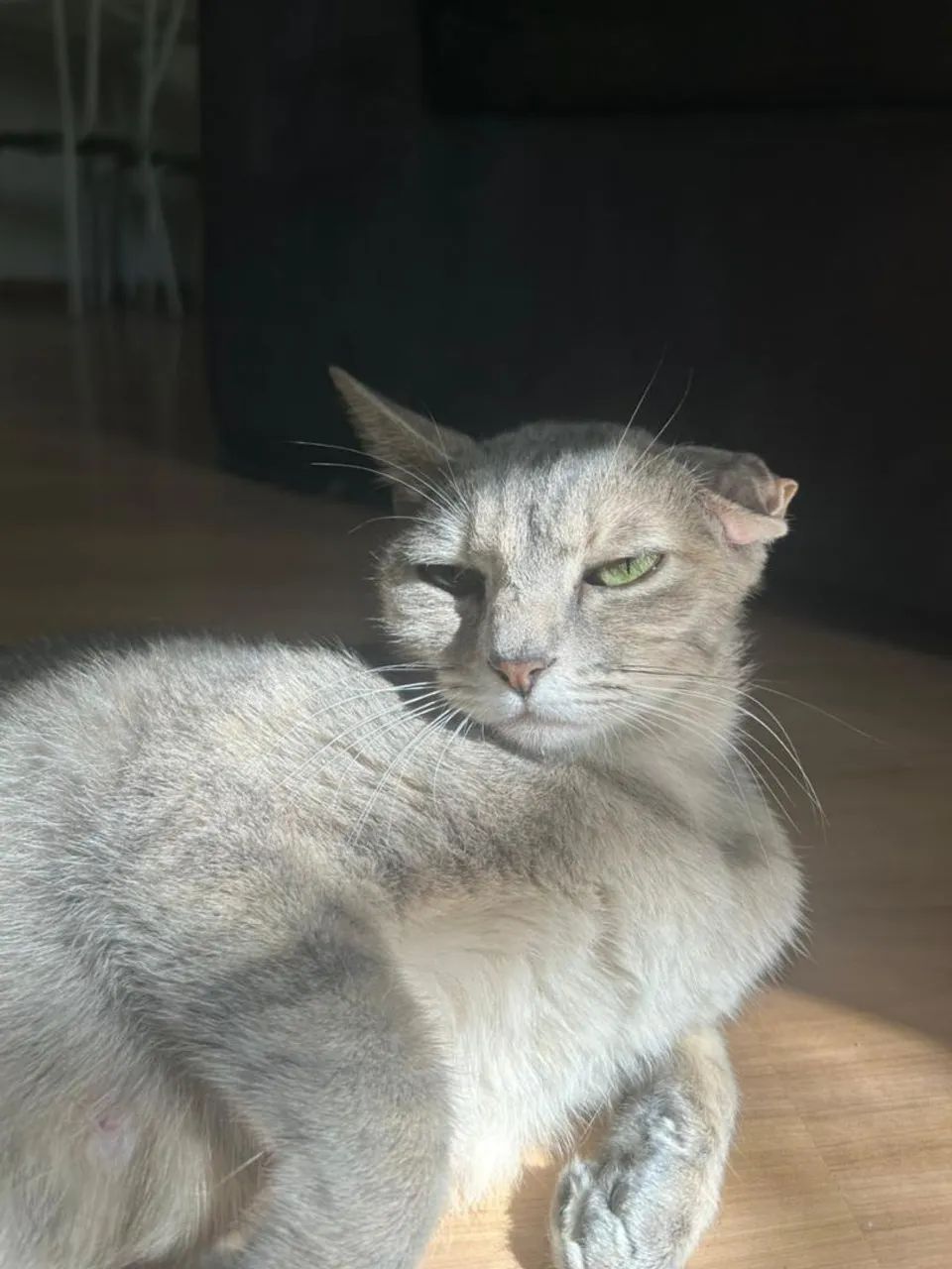 Meg, 1 ano, castrada. - Foto 2