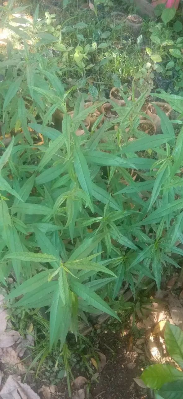 Vendo mudas de pêssego normal. - Foto 3