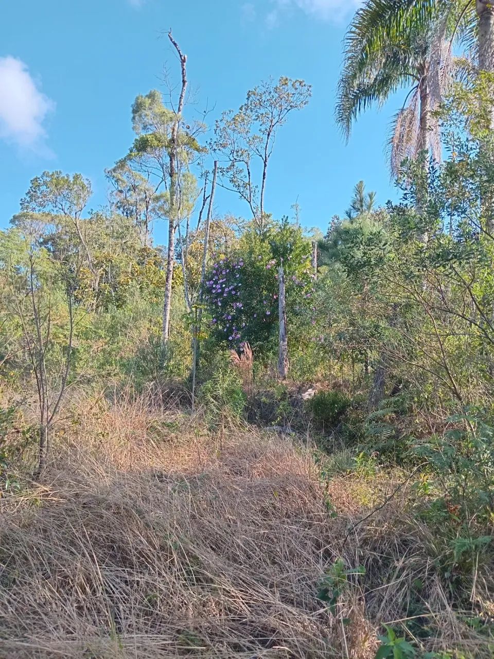 Terreno à venda em Antônio Carlos - Bairro Egito | - Foto 3